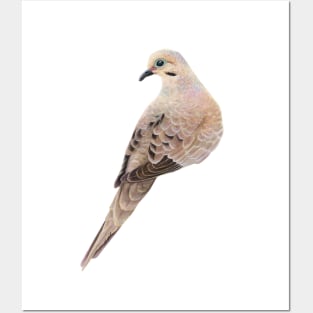 Mourning Dove Posters and Art